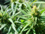 Legal Marijuana May Be Slowing Reductions in Teen Marijuana Use