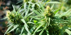 Legal Marijuana May Be Slowing Reductions in Teen Marijuana Use