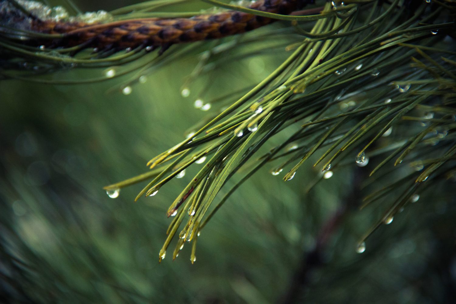A Closer Look at Music Inspired by Rain