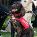 NHS staff sign up to Covid-19 sniffer dog trial