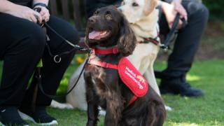 NHS staff sign up to Covid-19 sniffer dog trial
