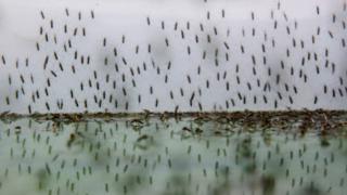 Malaria in Africa: Parasite ‘resistant to artemisinin’