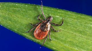 First England case diagnosed of tick-borne babesiosis