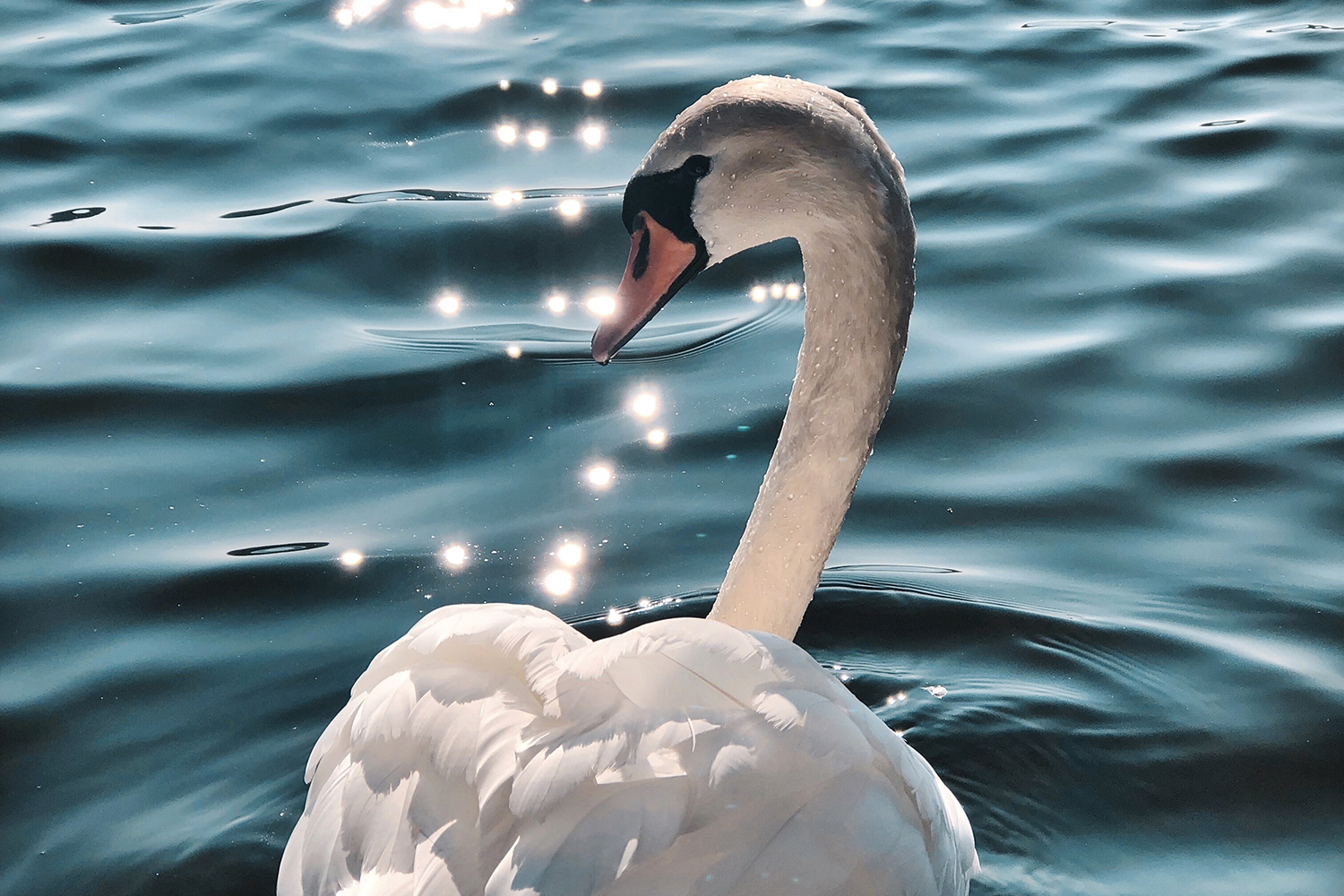 Finding Inspiration in Birds: Sibelius’s Fifth Symphony