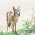Man Of God Document-Man-of-God-Gray-Coyote