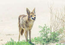 Man Of God Document-Man-of-God-Gray-Coyote