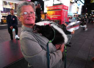 Why Are We Vaccinating Skunks Before Humans?