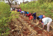 Zimbabwean nonprofit promotes ‘God’s way’ of farming