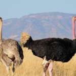 30 Fun Tanzania Facts That Will Blow Your Mind