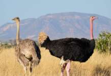 30 Fun Tanzania Facts That Will Blow Your Mind
