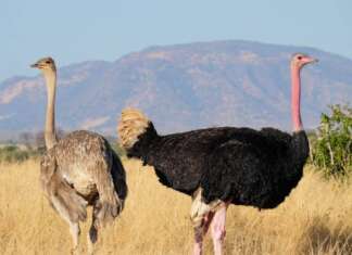 30 Fun Tanzania Facts That Will Blow Your Mind