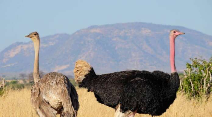 30 Fun Tanzania Facts That Will Blow Your Mind